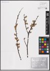 Foto von Salix aurita L.